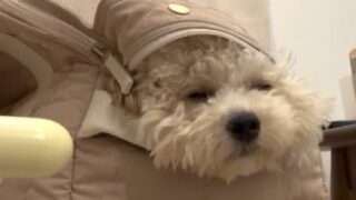 ペットパラダイス くまちゃん あごのせ キャリーバッグ 小型犬 約4~8kg